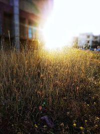 Plants growing on field against bright sun