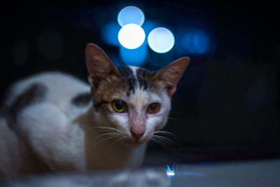 Close-up portrait of a cat