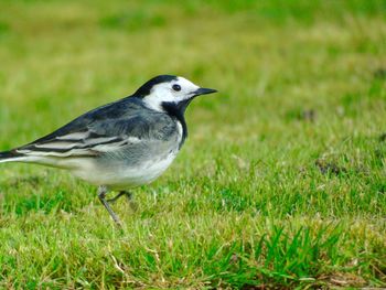 Close-up of bird perching on grass