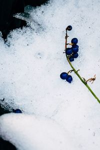 Close-up high angle view of snow