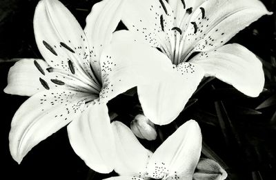 Close-up of pink flowers