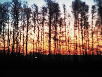 tree