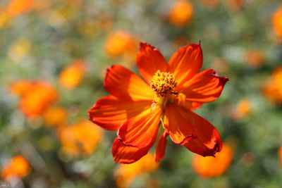 Close-up of orange cosmos flower