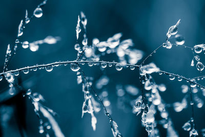 Close-up of water drops on frozen plant