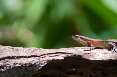 Close-up of lizard on rock
