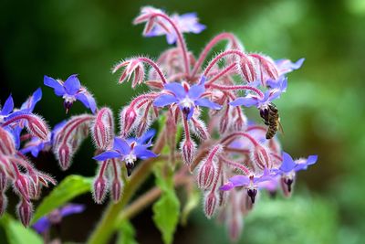 Close-up of bee pollinating on purple flowers