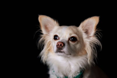 Close-up portrait of dog against black background