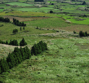 High angle view of grassy field
