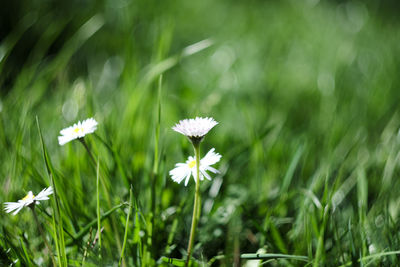 Close-up of white flowering plants on field