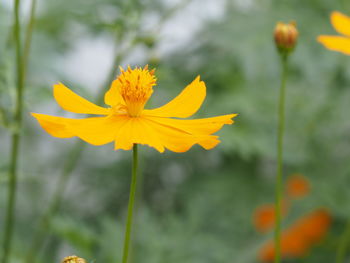 Close-up of yellow flowering plant