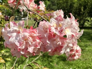 Close-up of pink rose flowers in garden