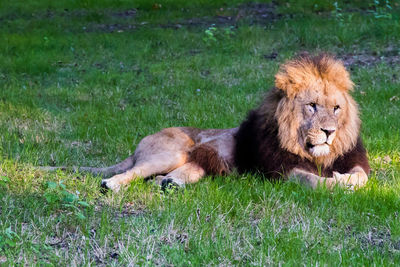 Cat lying on grass