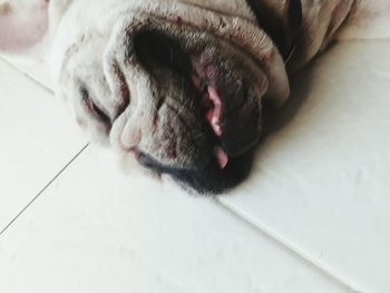 Close-up of dog sleeping on floor at home