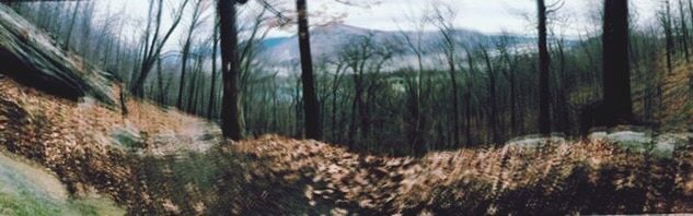 tree trunk, tree, forest, selective focus, growth, nature, focus on foreground, woodland, tranquility, close-up, day, plant, no people, outdoors, sunlight, tranquil scene, beauty in nature, wood - material, fence, grass