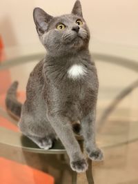 Close-up of a cat looking away
