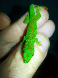 Close-up of hand holding a lizard