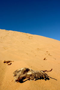 Animal bone on sand at beach against sky