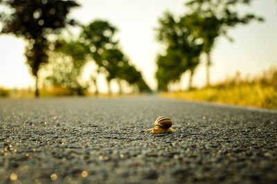 Close-up of snail on surface