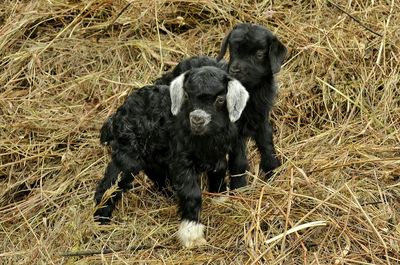 High angle view of black kid goats on hay