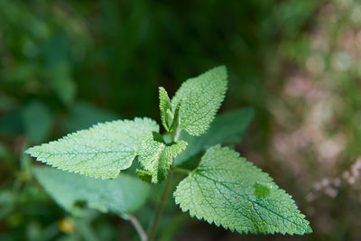 Close-up of green leaves