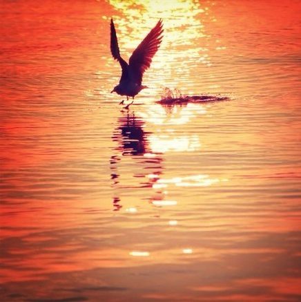 bird, animal themes, animals in the wild, wildlife, flying, water, orange color, spread wings, one animal, sunset, waterfront, reflection, mid-air, nature, lake, zoology, beauty in nature, rippled, outdoors, two animals