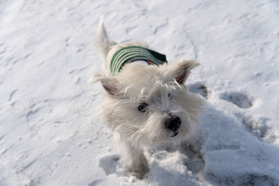 Close-up of dog on snow