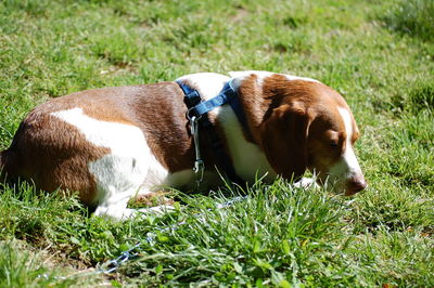 Close-up of dog sitting on grass