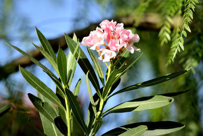 Close-up of pink flowering plant