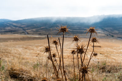 Wild flowers in a dry field