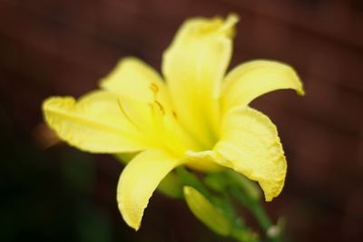 Close-up of day lily