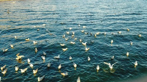 High angle view of jellyfish swimming in sea