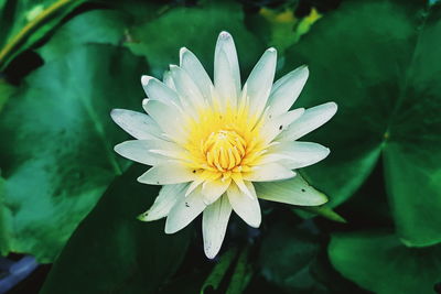 Close-up of water lily