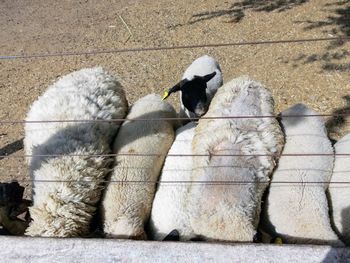 High angle view of ducks