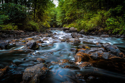 River flowing at forest