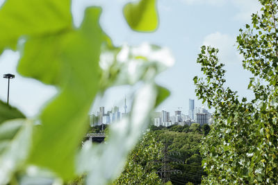 Low angle view of trees and buildings against sky