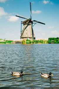 View of the ducks over the canal on the background of the windmill