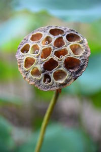 Close-up of plant