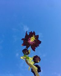 Low angle view of pink flowering plant against blue sky