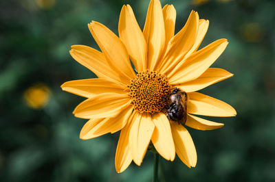 Bee pollinating yellow flower in garden