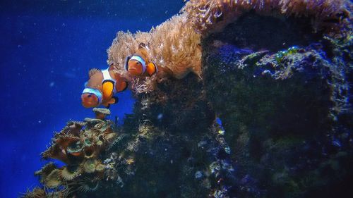 Close-up of fish swimming in sea