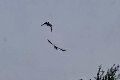 Low angle view of eagle flying against clear sky