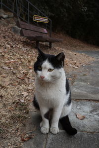 Portrait of cat sitting outdoors