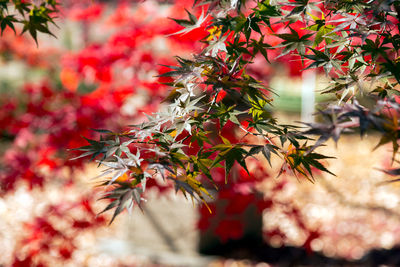 Close-up of red maple leaves