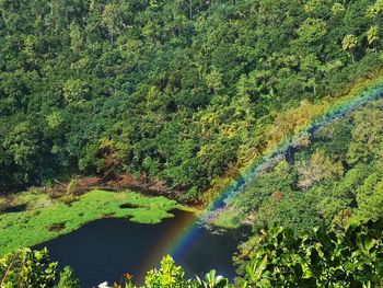 Scenic view of lake in forest