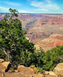 Trees growing on rock against sky