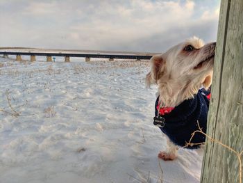 Dog on snow covered landscape against sky