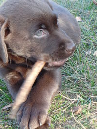 Close-up of puppy on field