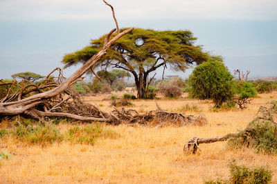 Umbrella thorn acacia trees in the savannah grassland landscapes of amboseli national park in kenya