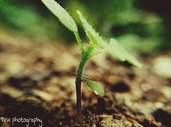 Close-up of plant growing on field