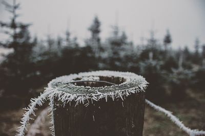 Close-up of snow on tree